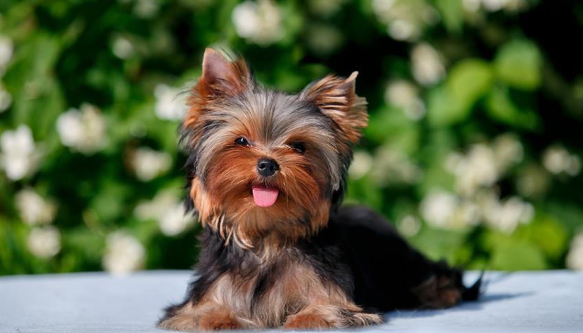 Yorkshire Terrier Yorkshire Terrier